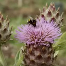 documental el efecto abeja