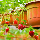 plantar fresas