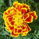 tagetes plagas