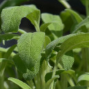 plantar salvia