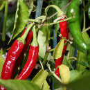 plantar chile