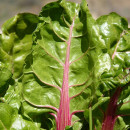 verduras hoja verde propiedades