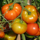 propiedades nutricionales tomates
