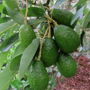 cultivar aguacate