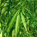 cultivar cannabis