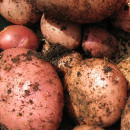 cultivar patatas macetas