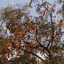 cultivar tamarindo