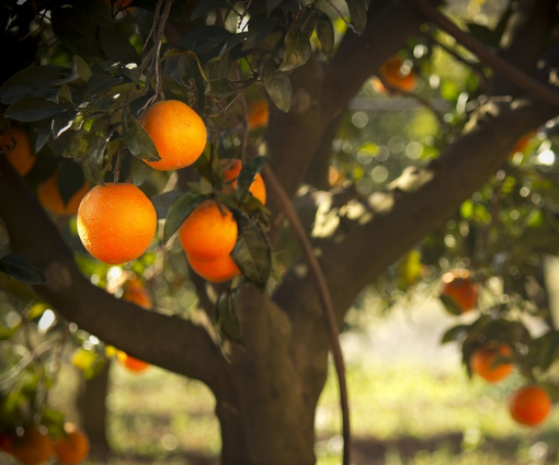 beneficios naranjas