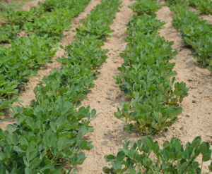 Aprende a cultivar cacahuates o maní en el huerto o en macetas