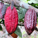 cultivar cacao