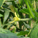 cultivo pepino