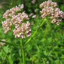 macerado valeriana