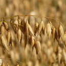 propiedades avena