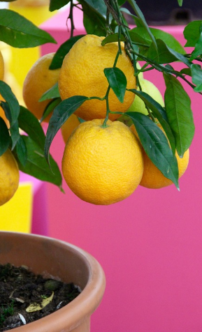 plantar limonero maceta
