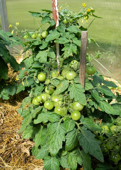planta tomate cherry