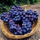 propiedades uvas