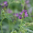 ALFALFA