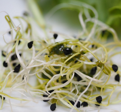 beneficios alfalfa