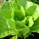 cultivo de lechuga