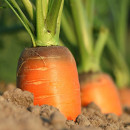 plantar zanahorias