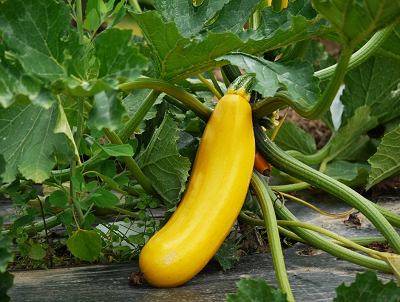 cultivo zucchini