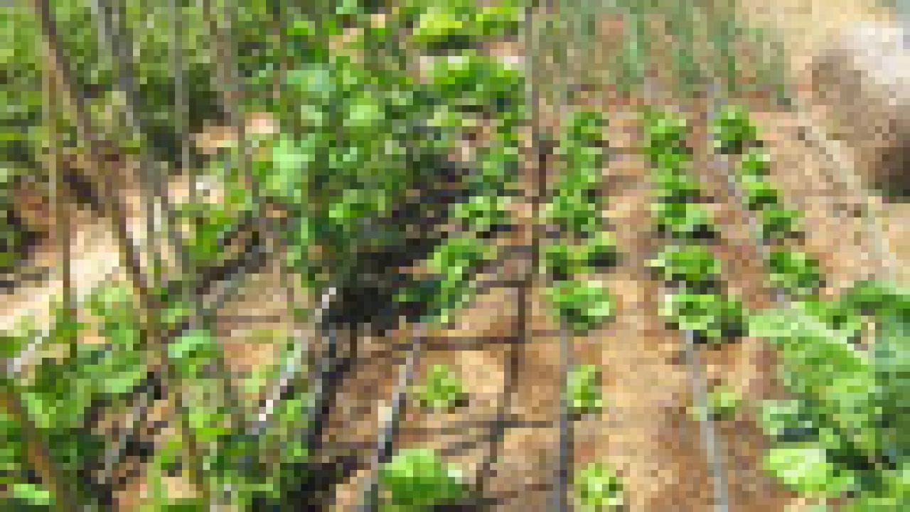 Details 48 como instalar sistema de riego por goteo en árboles