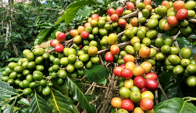 planta del cafe