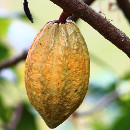 cacao