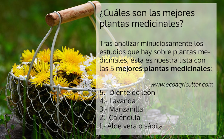 Cuales Son Las Mejores Plantas Medicinales