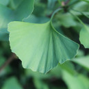 ginkgo biloba