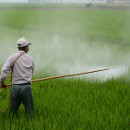 pesticidas salud