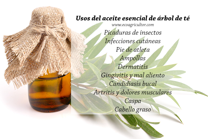 idioma Sucio Etapa 35 usos del aceite esencial de árbol de té