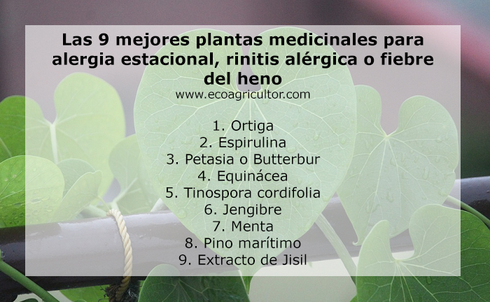 plantas medicinales rinitis