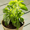 stevia planta