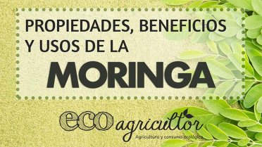 Vídeo Moringa ECO agricultor