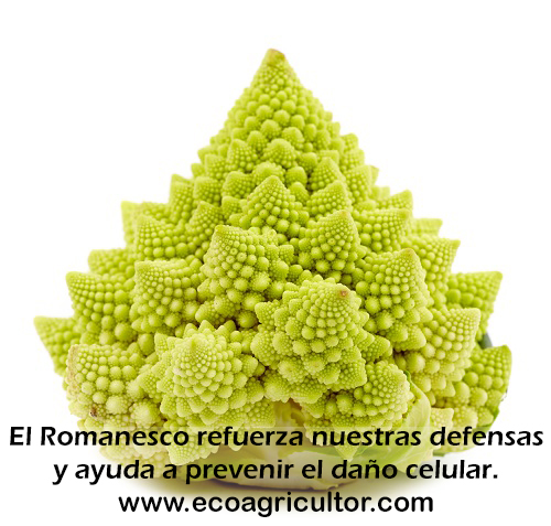 romanesco