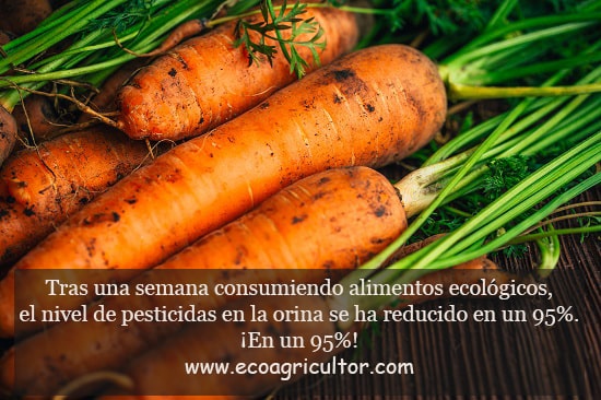 pesticidas en la comida