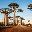 baobab propiedades min