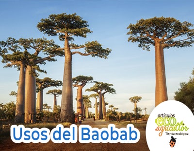 usos del baobab