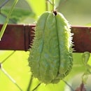 chayote propiedades min