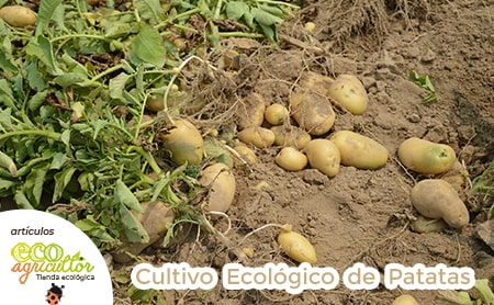 cultivo patatas